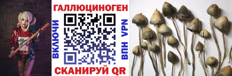 купить наркотик  Олонец  мориарти наркотические препараты  Галлюциногенные грибы Cubensis 